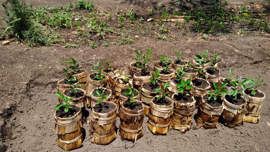 piccole piantine da piantare